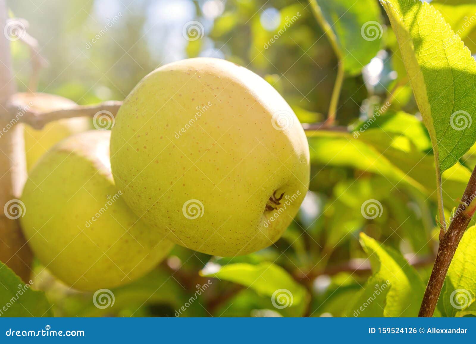 yellow ripe applesÃÂ in orchard,ÃÂ apple tree,ÃÂ golden delicious